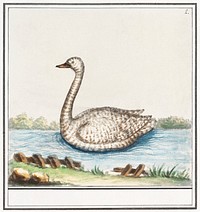 Swan, Cygnus (1596&ndash;1610) by <a href="https://www.rawpixel.com/search/Anselmus%20Bo%C3%ABtius%20de%20Boodt?sort=curated&amp;page=1">Anselmus Bo&euml;tius de Boodt</a>. Original from the Rijksmuseum. Digitally enhanced by rawpixel.