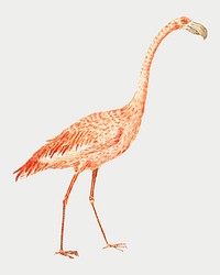 Vintage full length flamingo illustration vector
