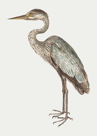 Vintage full length blue heron illustration vector