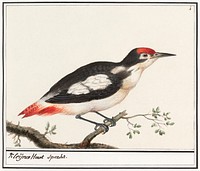Lesser spotted woodpecker, Dendrocopos minor (1596&ndash;1610) by Anselmus Bo&euml;tius de Boodt. Original from the Rijksmuseum. Digitally enhanced by rawpixel.