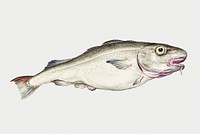 Vintage cod fish illustration