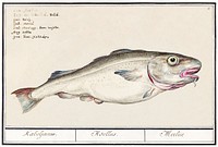 Cod, Gadus morhua (1596–1610) by Anselmus Boëtius de Boodt. Original from the Rijksmuseum. Digitally enhanced by rawpixel.