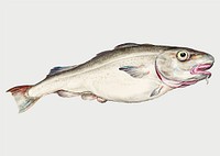 Vintage cod fish illustration vector