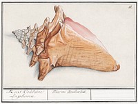 Pink wing horn, Strombus gigas (1596&ndash;1610) by <a href="https://www.rawpixel.com/search/Anselmus%20Bo%C3%ABtius%20de%20Boodt?sort=curated&amp;page=1">Anselmus Bo&euml;tius de Boodt</a>. Original from the Rijksmuseum. Digitally enhanced by rawpixel.