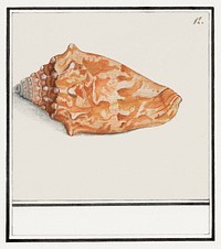 Pink wing horn, Strombus gigas (1596&ndash;1610) by <a href="https://www.rawpixel.com/search/Anselmus%20Bo%C3%ABtius%20de%20Boodt?sort=curated&amp;page=1">Anselmus Bo&euml;tius de Boodt</a>. Original from the Rijksmuseum. Digitally enhanced by rawpixel.