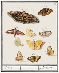 Butterflies and moths (1596&ndash;1610) by <a href="https://www.rawpixel.com/search/Anselmus%20Bo%C3%ABtius%20de%20Boodt?sort=curated&amp;page=1">Anselmus Bo&euml;tius de Boodt</a>. Original from the Rijksmuseum. Digitally enhanced by rawpixel.