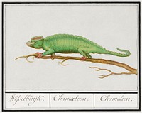 Chameleon, Chamaeleonidae (1596&ndash;1610) by <a href="https://www.rawpixel.com/search/Anselmus%20Bo%C3%ABtius%20de%20Boodt?sort=curated&amp;page=1">Anselmus Bo&euml;tius de Boodt</a>. Original from the Rijksmuseum. Digitally enhanced by rawpixel.