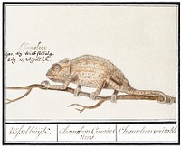 Chameleon, Chamaeleonidae (1596&ndash;1610) by <a href="https://www.rawpixel.com/search/Anselmus%20Bo%C3%ABtius%20de%20Boodt?sort=curated&amp;page=1">Anselmus Bo&euml;tius de Boodt</a>. Original from the Rijksmuseum. Digitally enhanced by rawpixel.
