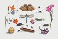 Vintage natural history ensemble illustration