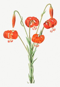 Vintage red lily flower illustration