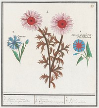 Unknown Flower, Cornflower, Centaurea cyanus and bindweed, Convolvulaceae (1596&ndash;1610) by <a href="https://www.rawpixel.com/search/Anselmus%20Bo%C3%ABtius%20de%20Boodt?sort=curated&amp;page=1">Anselmus Bo&euml;tius de Boodt</a>. Original from the Rijksmuseum. Digitally enhanced by rawpixel.