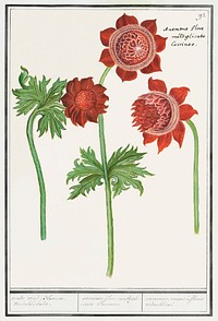 Anemone, Anemone (1596&ndash;1610) by <a href="https://www.rawpixel.com/search/Anselmus%20Bo%C3%ABtius%20de%20Boodt?sort=curated&amp;page=1">Anselmus Bo&euml;tius de Boodt</a>. Original from the Rijksmuseum. Digitally enhanced by rawpixel.