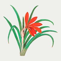 Vintage red crocus flower illustration in vector