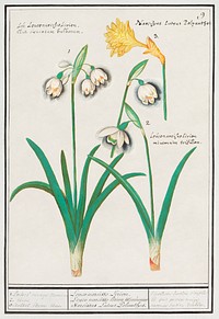 Snowdrops, galanthus, and a daffodil, narcissus (1596&ndash;1610) by <a href="https://www.rawpixel.com/search/Anselmus%20Bo%C3%ABtius%20de%20Boodt?sort=curated&amp;page=1">Anselmus Bo&euml;tius de Boodt</a>. Original from the Rijksmuseum. Digitally enhanced by rawpixel.