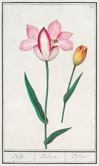 Tulip, Tulipa (1596&ndash;1610) by Anselmus Bo&euml;tius de Boodt. Original from the Rijksmuseum. Digitally enhanced by rawpixel.