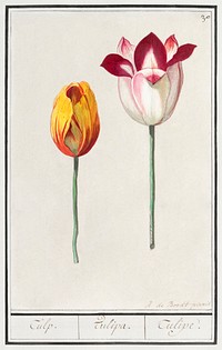 Tulip, Tulipa (1596&ndash;1610) by <a href="https://www.rawpixel.com/search/Anselmus%20Bo%C3%ABtius%20de%20Boodt?sort=curated&amp;page=1">Anselmus Bo&euml;tius de Boodt</a>. Original from the Rijksmuseum. Digitally enhanced by rawpixel.