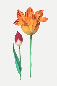 Vintage tulip flower illustration