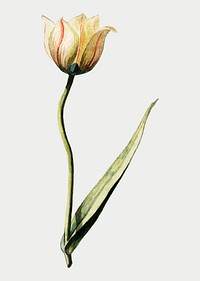 Vintage tulip flower illustration in vector