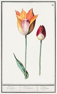 Tulip, Tulipa (1596&ndash;1610) by <a href="https://www.rawpixel.com/search/Anselmus%20Bo%C3%ABtius%20de%20Boodt?sort=curated&amp;page=1">Anselmus Bo&euml;tius de Boodt</a>. Original from the Rijksmuseum. Digitally enhanced by rawpixel.
