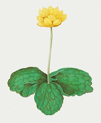 Vintage yellow floppy flower illustration