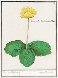 Yellow floppy, Nuphar lutea (1596&ndash;1610) by <a href="https://www.rawpixel.com/search/Anselmus%20Bo%C3%ABtius%20de%20Boodt?sort=curated&amp;page=1">Anselmus Bo&euml;tius de Boodt</a>. Original from the Rijksmuseum. Digitally enhanced by rawpixel.