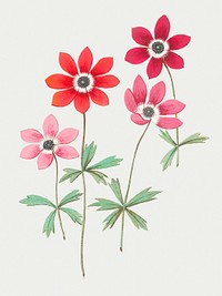 Vintage anemone flower illustration