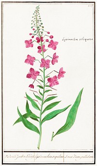 Willow-herb, Chamerion angustifolium (1596&ndash;1610) by <a href="https://www.rawpixel.com/search/Anselmus%20Bo%C3%ABtius%20de%20Boodt?sort=curated&amp;page=1">Anselmus Bo&euml;tius de Boodt</a>. Original from the Rijksmuseum. Digitally enhanced by rawpixel.