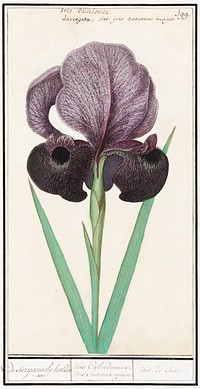 Mourning iris (Iris susiana) (1596&ndash;1610) by <a href="https://www.rawpixel.com/search/Anselmus%20Bo%C3%ABtius%20de%20Boodt?sort=curated&amp;page=1">Anselmus Bo&euml;tius de Boodt</a>. Original from the Rijksmuseum. Digitally enhanced by rawpixel.