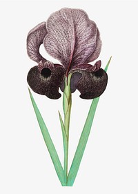 Vintage mourning iris flower illustration in vector