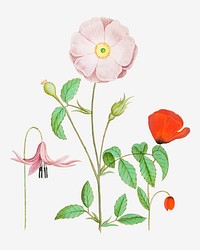 Dogstand flower, wild rose and papaver flower illustration in vector