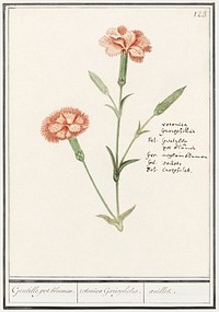 Carnation, Dianthus (1596&ndash;1610) by <a href="https://www.rawpixel.com/search/Anselmus%20Bo%C3%ABtius%20de%20Boodt?sort=curated&amp;page=1">Anselmus Bo&euml;tius de Boodt</a>. Original from the Rijksmuseum. Digitally enhanced by rawpixel.