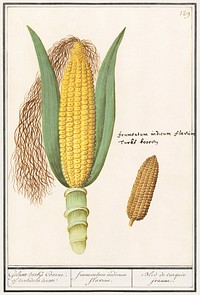 Corn, Zea mays (1596&ndash;1610) by <a href="https://www.rawpixel.com/search/Anselmus%20Bo%C3%ABtius%20de%20Boodt?sort=curated&amp;page=1">Anselmus Bo&euml;tius de Boodt</a>. Original from the Rijksmuseum. Digitally enhanced by rawpixel.