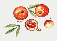 Vintage pomegrantes harvest  illustration