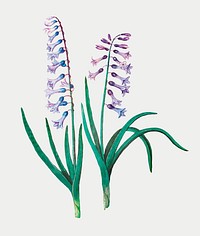 Vintage hyacinth flower illustration