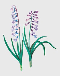 Vintage hyacinth flower illustration in vector