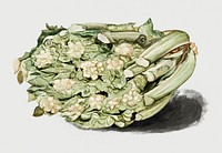 Vintage fresh cauliflower illustration