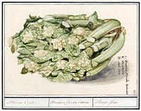 Cauliflower, Brassica oleracea convar, botrytis variety botrytis (1596&ndash;1610) by <a href="https://www.rawpixel.com/search/Anselmus%20Bo%C3%ABtius%20de%20Boodt?sort=curated&amp;page=1">Anselmus Bo&euml;tius de Boodt</a>. Original from the Rijksmuseum. Digitally enhanced by rawpixel.