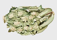 Vintage fresh cauliflower illustration vector