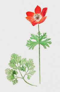 Vintage red anemone flower illustration