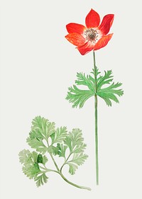 Vintage red anemone flower illustration in vector