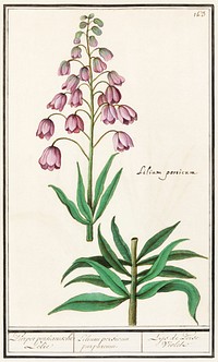 Persian lily, Fritillaria persica (1596&ndash;1610) by <a href="https://www.rawpixel.com/search/Anselmus%20Bo%C3%ABtius%20de%20Boodt?sort=curated&amp;page=1">Anselmus Bo&euml;tius de Boodt</a>. Original from the Rijksmuseum. Digitally enhanced by rawpixel.