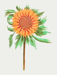 Vintage sunflower flower illustration