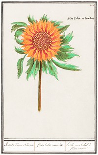 Sunflower, Helianthus annuus (1596&ndash;1610) by <a href="https://www.rawpixel.com/search/Anselmus%20Bo%C3%ABtius%20de%20Boodt?sort=curated&amp;page=1">Anselmus Bo&euml;tius de Boodt</a>. Original from the Rijksmuseum. Digitally enhanced by rawpixel.