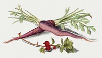 Vintage fresh carrot and red currant illustration