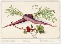 Carrot, Daucus carota and red currant, Ribes rubrum (1596&ndash;1610) by <a href="https://www.rawpixel.com/search/Anselmus%20Bo%C3%ABtius%20de%20Boodt?sort=curated&amp;page=1">Anselmus Bo&euml;tius de Boodt</a>. Original from the Rijksmuseum. Digitally enhanced by rawpixel.