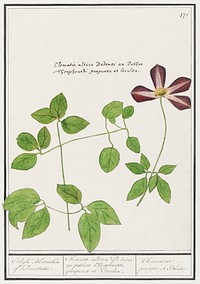 Clematis, Clematis (1596&ndash;1610) by <a href="https://www.rawpixel.com/search/Anselmus%20Bo%C3%ABtius%20de%20Boodt?sort=curated&amp;page=1">Anselmus Bo&euml;tius de Boodt</a>. Original from the Rijksmuseum. Digitally enhanced by rawpixel.