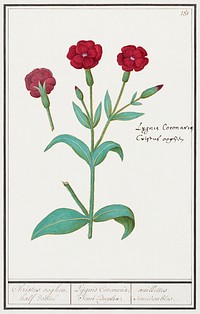 Cuckoo flower, Lychnis or Prickly nose, Lychnis coronaria (1596&ndash;1610) by <a href="https://www.rawpixel.com/search/Anselmus%20Bo%C3%ABtius%20de%20Boodt?sort=curated&amp;page=1">Anselmus Bo&euml;tius de Boodt</a>. Original from the Rijksmuseum. Digitally enhanced by rawpixel.