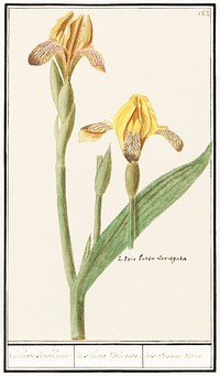 Yellow Iris, Iris pseudacorus (1596&ndash;1610) by <a href="https://www.rawpixel.com/search/Anselmus%20Bo%C3%ABtius%20de%20Boodt?sort=curated&amp;page=1">Anselmus Bo&euml;tius de Boodt</a>. Original from the Rijksmuseum. Digitally enhanced by rawpixel.