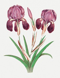 Vintage purple iris flower illustration