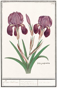 Purple iris, Iris germanica (1596&ndash;1610) by <a href="https://www.rawpixel.com/search/Anselmus%20Bo%C3%ABtius%20de%20Boodt?sort=curated&amp;page=1">Anselmus Bo&euml;tius de Boodt</a>. Original from the Rijksmuseum. Digitally enhanced by rawpixel.